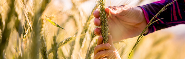 Infografic BT: Cum poti crea un site gratuit pe finantariagricole.ro, in 6 pasi