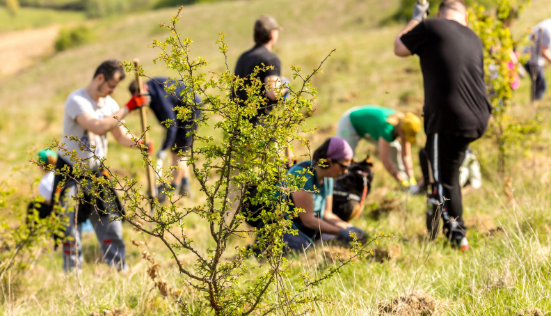 Banca Transilvania dă startul acțiunilor de împădurire și voluntariat din acest an